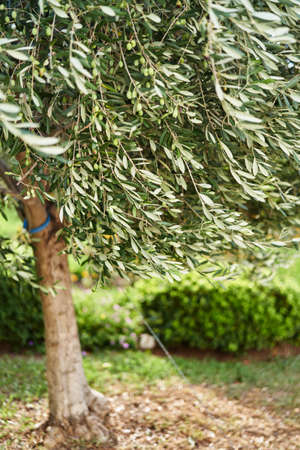 Olive tree with green olives growing in the gardenの写真素材