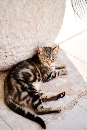 Gray tabby cat lies on a tile in the shade of a tub with a plant