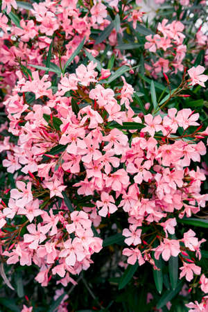 Phlox bush blooming with pink flowers in spring