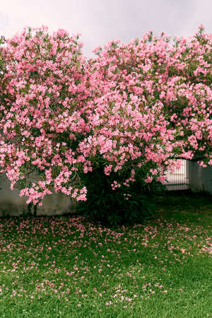 Oleander bush blooms pink flowers on the front lawn. High quality photo