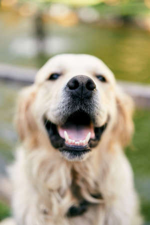 Cute smiling golden retriever. Close-up