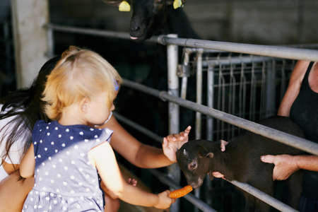 Mom with a little girl feed carrot to a little goat on an indoor farmの写真素材