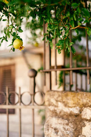 Pomegranate fruit hanging on a green branch near the fenceの写真素材
