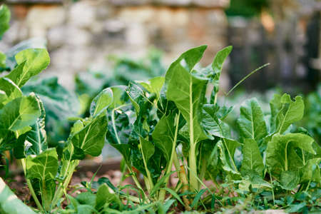 Garden bed with green chard leavesの写真素材