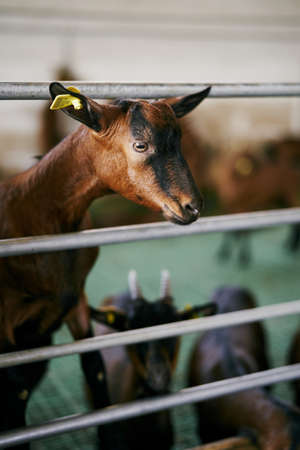 Goat peeks out from behind a fence, standing on its hind legsの写真素材