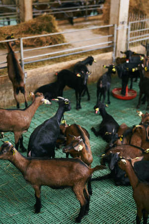 Brown and black goats on an indoor farm