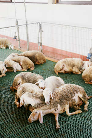 Sheared sheep sleep hugging on the floor on a closed farm