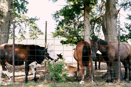 Horses and cows graze in the pasture behind a fence near the trees