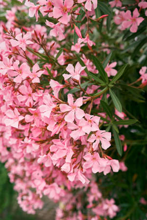 Beautiful pink phlox flowers on a green bush. Close-up