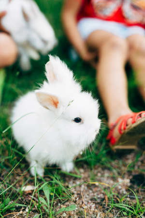 Little fluffy white rabbit sits on the grass near the girls feetの写真素材