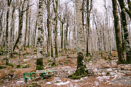 Benches and a table in the forest in Biogradska Gora National Park. Montenegroの写真素材