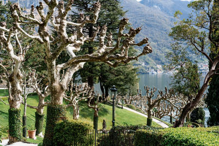 Plane trees covered with ivy in the park of Villa Balbianello. Italyの写真素材