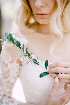 Green olive twig in the hands of the bride in a white dressの写真素材