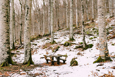 Benches and a table in the snowy park Biogradska Gora. Montenegroの写真素材