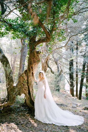Bride in a white dress with a veil stands near a beautiful tree in the parkの写真素材