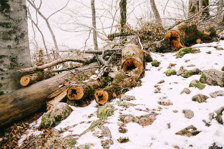 Sawed trees in the snow in the Biogradska Gora National Park. Montenegroの写真素材