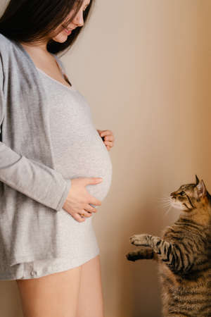 Tabby cat stands on its hind legs in front of a pregnant womanの写真素材