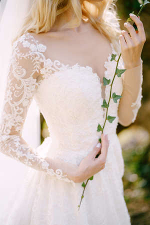 Bride in a white dress with an ivy twig in her handsの写真素材