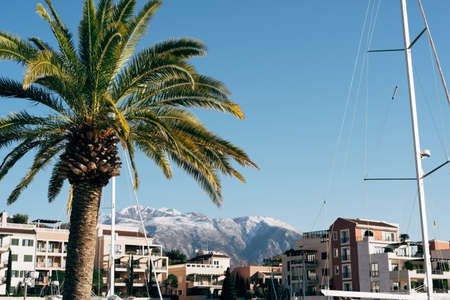Green palm tree on the background of multi-storey buildings