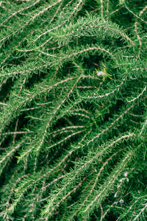 Green rosemary branches. Close-up. Macroの写真素材