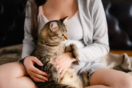 Cat in the arms of a pregnant woman. Close-upの写真素材