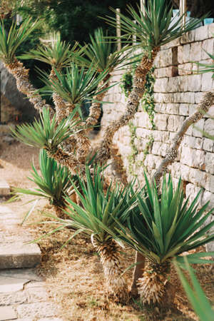 Small palm tree grows against a stone wall in the garden near the steps