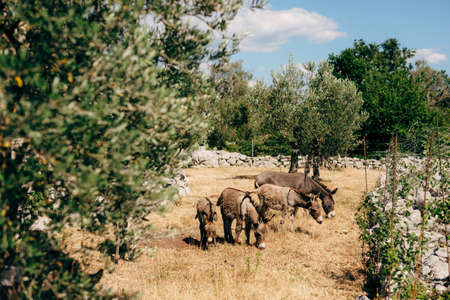Gray donkeys graze on dry grass in a green parkの写真素材
