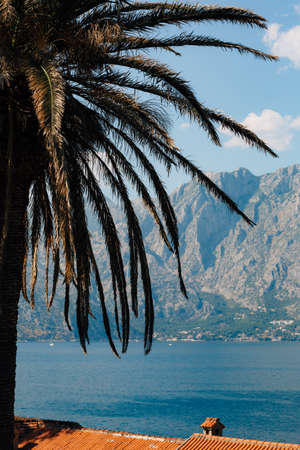 Palm branches against the backdrop of the bay and mountains