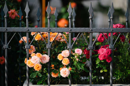Multicolored tea roses in a green garden behind a wrought iron fenceの写真素材