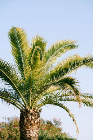 Palm crown on blue sky backgroundの写真素材