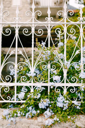 Flowers in the garden peep out from behind a wrought-iron fence. Close-upの写真素材