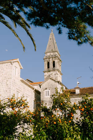 Mandarin trees grow in front of the Church of St. Nicholas. Montenegroの写真素材