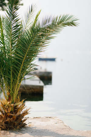 Green palm tree grows on the stone ledge of the pier. Close-upの写真素材