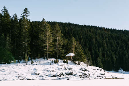 Black lake against the background of a green coniferous forest. Montenegro