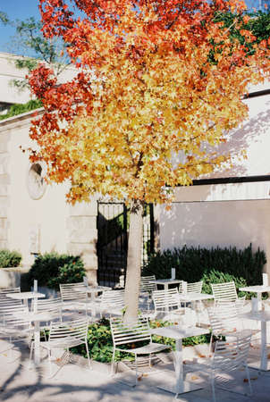 Yellow-red foliage on a maple tree near a restaurant on Porto street. Montenegroの写真素材