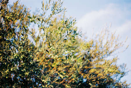 Green branches of an olive tree against a blue skyの写真素材