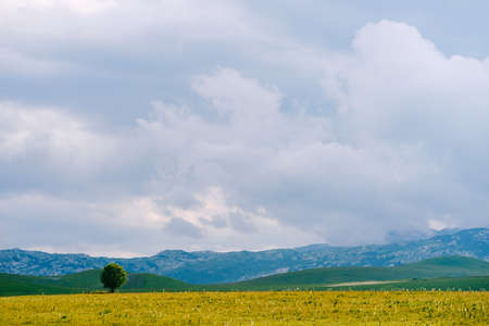 Green tree in a valley with mountains in the background in Durmitor National Parkの写真素材