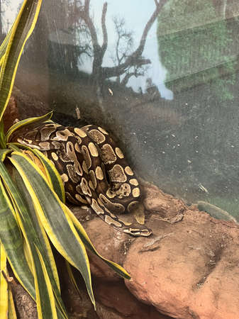 Large boa constrictor sleeps in an aviary behind glass