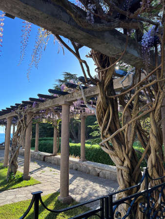 Large bush of wisteria winds into a pergola with columns in the gardenの写真素材