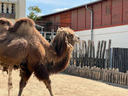 Brown bactrian camel stands in a paddock near a buildingの写真素材