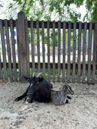 Goat with a kid lie on the sand near the fence on the farm