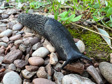 Black slug crawls on gravel. Close-upの写真素材