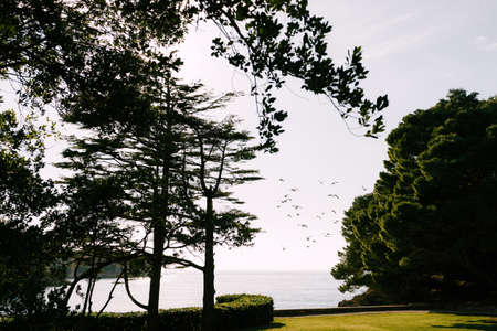 Beautiful view of a green park and seagulls.の写真素材