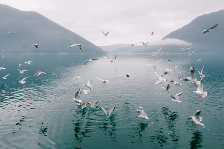Tivat, Montenegro - 29 july 2020: Flock of seagulls circling above the waterのeditorial素材