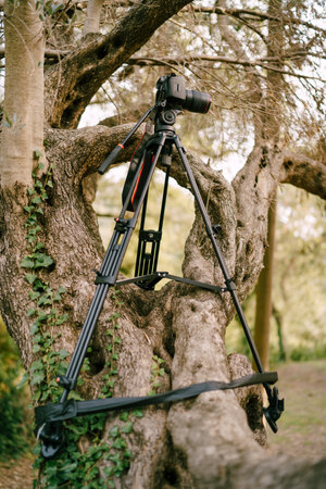 Tivat, Montenegro - 15 april 2021: Black digital camera stands on a tree covered with ivy in the forest. Side viewのeditorial素材