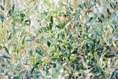 Green olives grow densely on tree branchesの写真素材