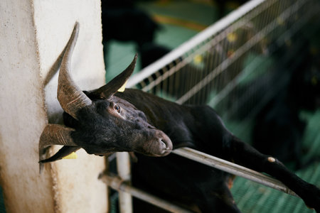 Black goat leaned against a fence, resting on a pole on a indoor farmの写真素材