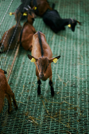 Brown goat stands on the floor on an indoor farm against the background of resting goatsの写真素材