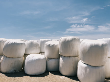 Hay lies in rows in bales packed in white burlapの写真素材