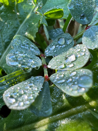 Dew drops on the leaves of green grass sparkle in the sun. Macro